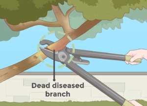 how to remove dead branches from trees